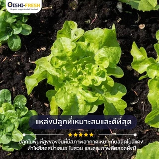 🛒Oishi-Fresh🥬กรีนโอ็ค ปลอดสารพิษ 1 กก. รสชาติกรอบ สด ใหม่ ใยอาหารสูง หวานออร์แกนิค ผัก เคลมได้ 1-2 วัน