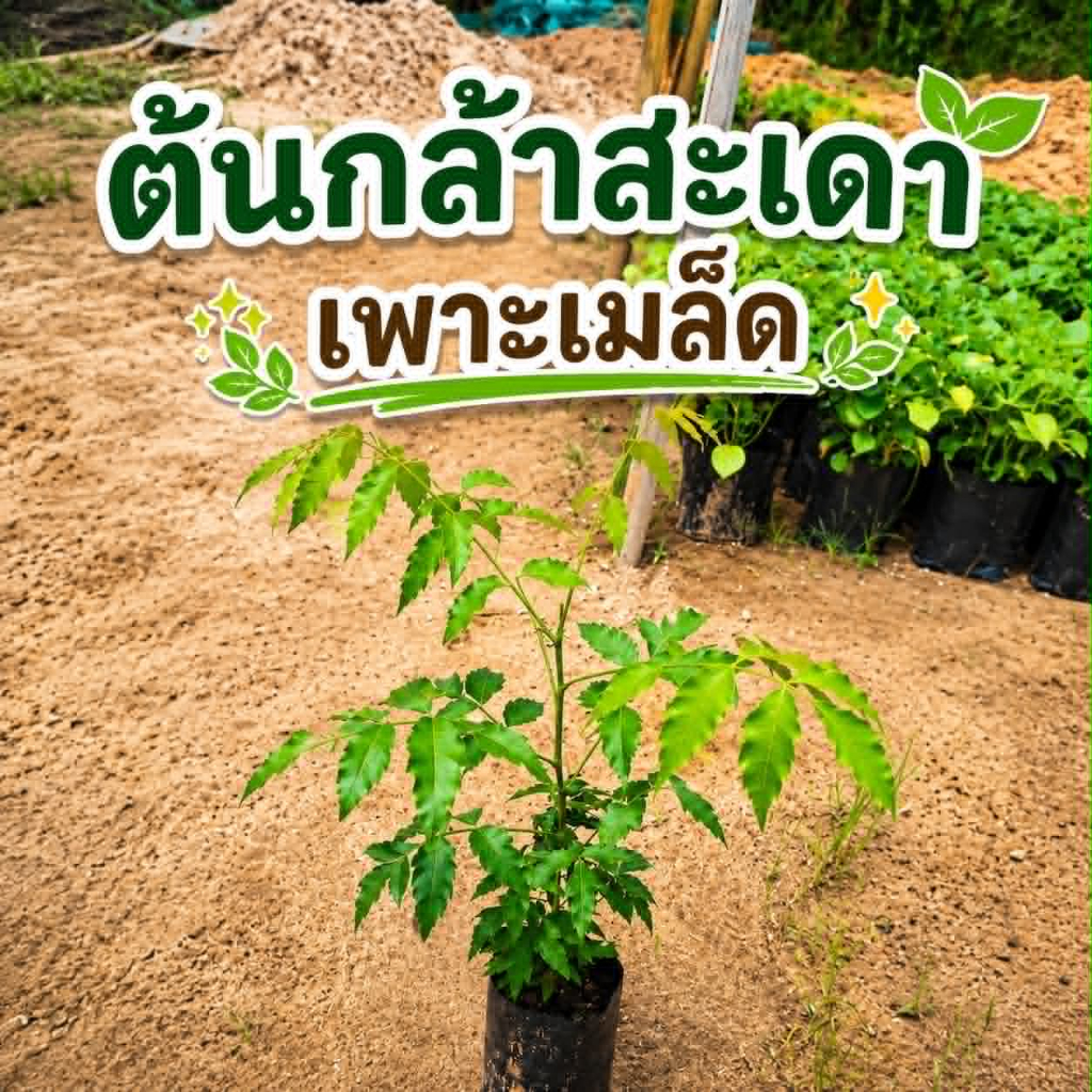 ต้นสะเดาทวาย (ชุดละ 2 ต้น)  มันขมน้อย ต้นเพาะเมล็ด