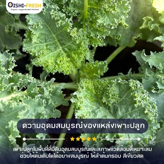 🛒Oishi-Fresh🥬ผักเคล ปลอดสารพิษ 1 กก. รสชาติกรอบ สด ใหม่ ใยอาหารสูง หวานออร์แกนิค เคลมได้ 1-2 วัน
