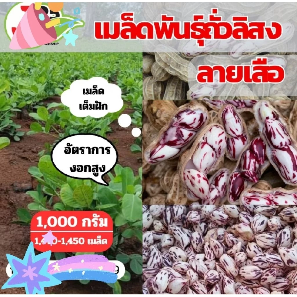 ถั่วลิสง ถั่วลายเสือ เมล็ดพันธุ์ถั่ว แปรรูปทานได้ 1กิโลกรัม