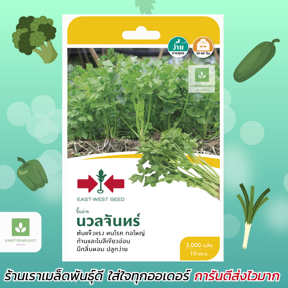 ขึ้นฉ่าย นวลจันทร์ คื่นช่าย เมล็ดพันธุ์ ขึ้นฉ่าย ตรา ศรแดง บรรจุ 350 / 50 กรัม