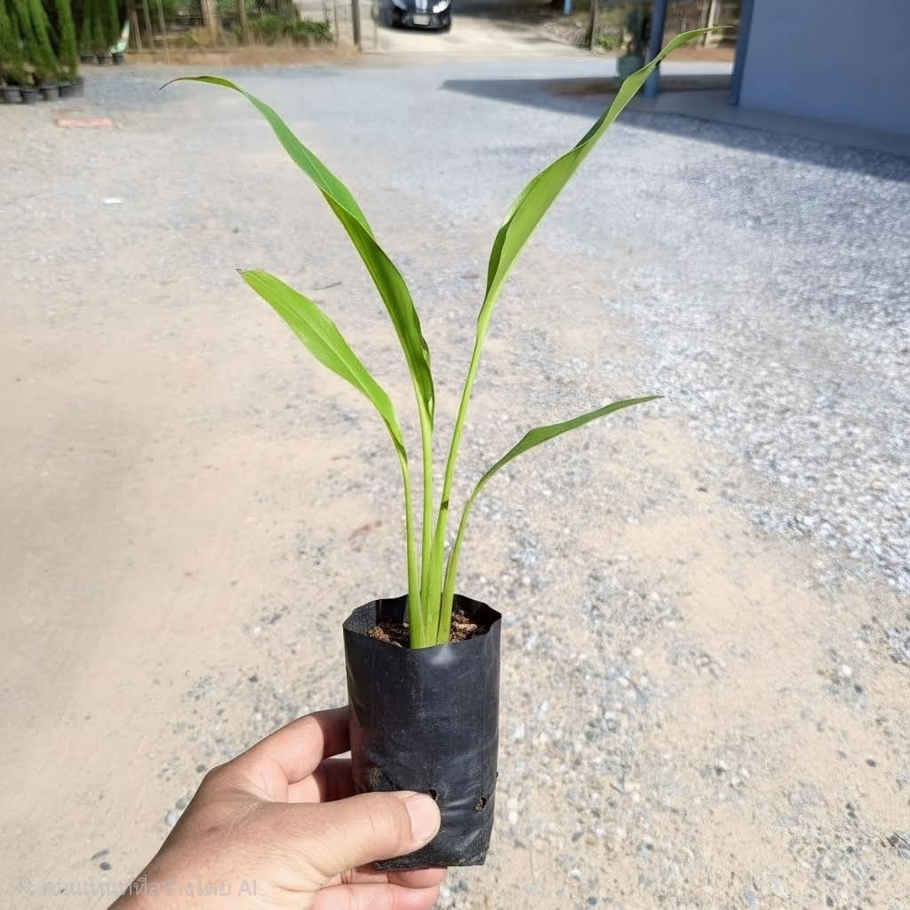 กล้ากล้วยพัด (Ravenala madagascariensis)🌱 ใบเขียวสวย เพาะเมล็ด