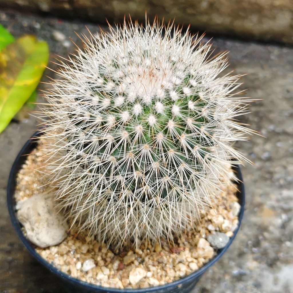 แมม สปินโนหนามขาว Mammillaria Spinosissima Red-Headed Irishman แคคตัส เพชร ราคา50บาทกระถาง4นิ้ว