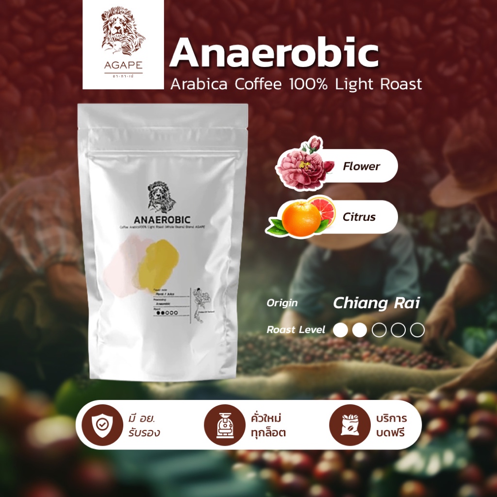 เมล็ดกาแฟคั่วอ่อน (Anaerobic) 250g บดฟรี มี อย. เมล็ดอาราบิก้าไทยเชียงราย 100% คั่วใหม่