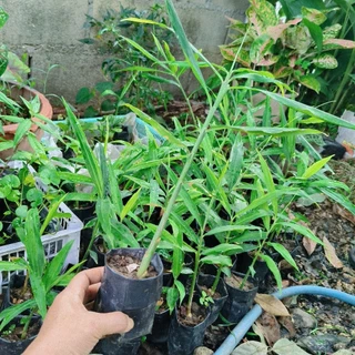 ต้นขิงในถุงดำต้นสวยแข็งเเรง🌱5ต้นแถม1ต้น🌱