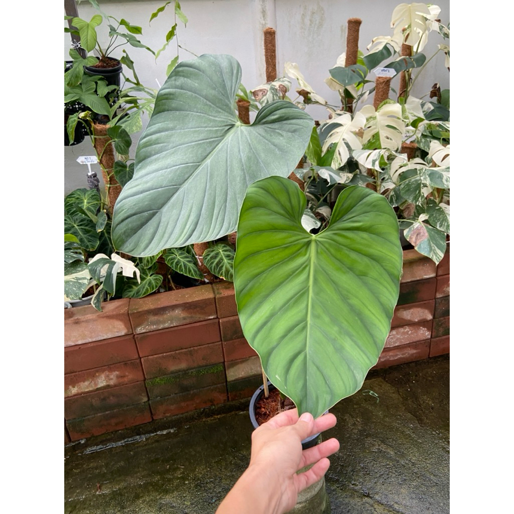 Philodendron sp. Colombia ฟิโลเดนดรอนโคลัมเบีย โดดเด่นด้วยใบรูปหัวใจขนาดใหญ่ ผิวใบมีความเงา มันวาว