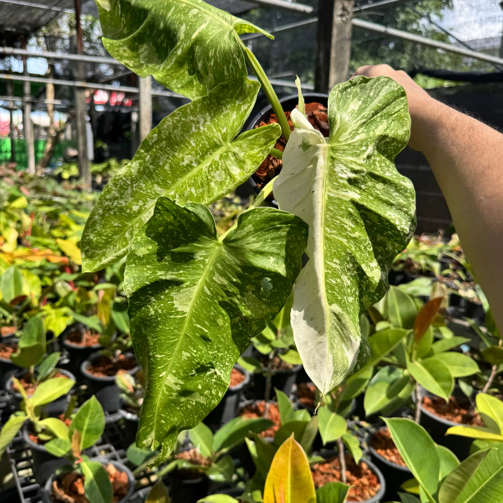 Philodendron jose buono ฟิโลเดนดรอน จอสบรูโน่