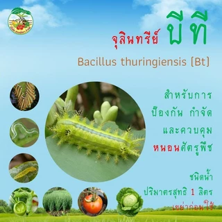 ชีวภัณฑ์บิวเวอเรีย บิวเวอร์เรีย เมตาไรเซียม เมทาไรเซียม เมธาไรเซียม บีที บิวต้าที เชื้อราป้องกัน กำจัด และควบคุมศัตรูพืช