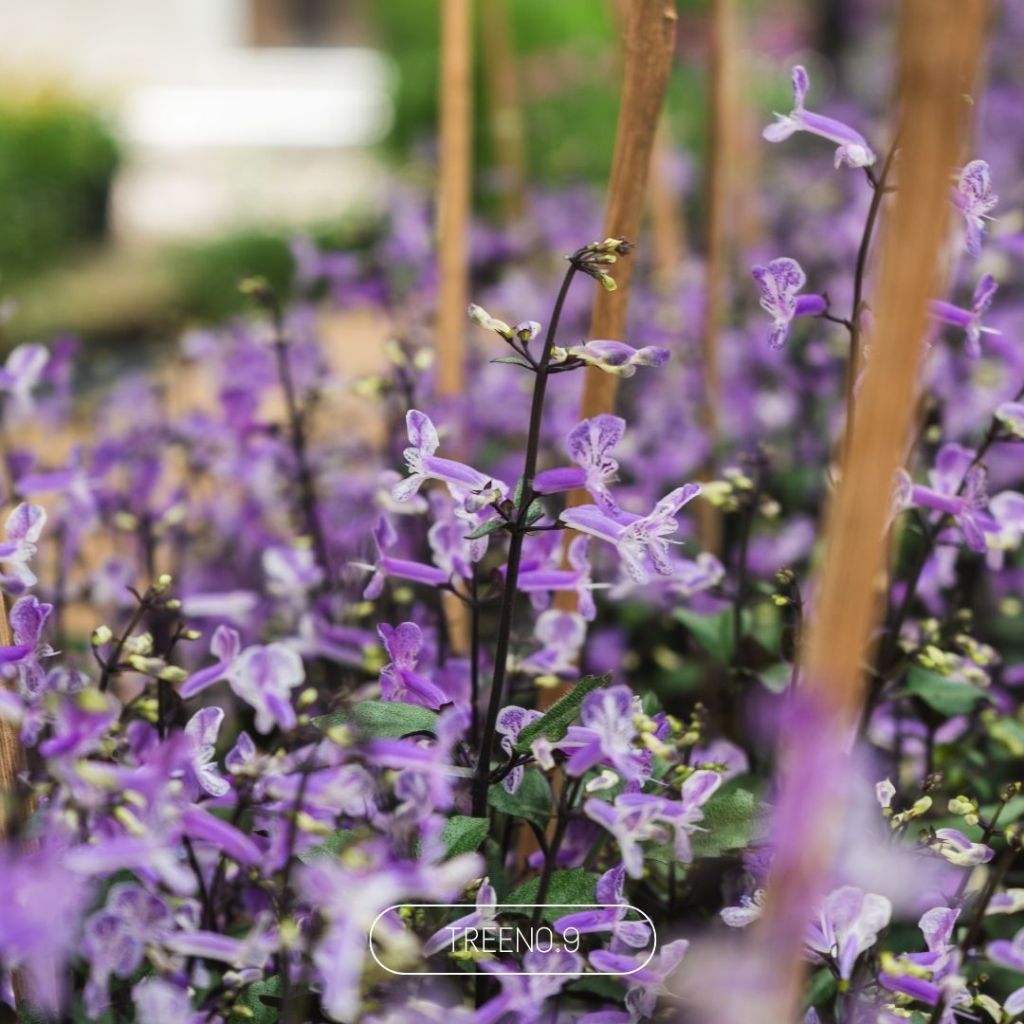 Treeno.9 อาจูก้า ม่วงมณี Mana Lavender กระถาง 8 นิ้ว สูง รูปที่ 3