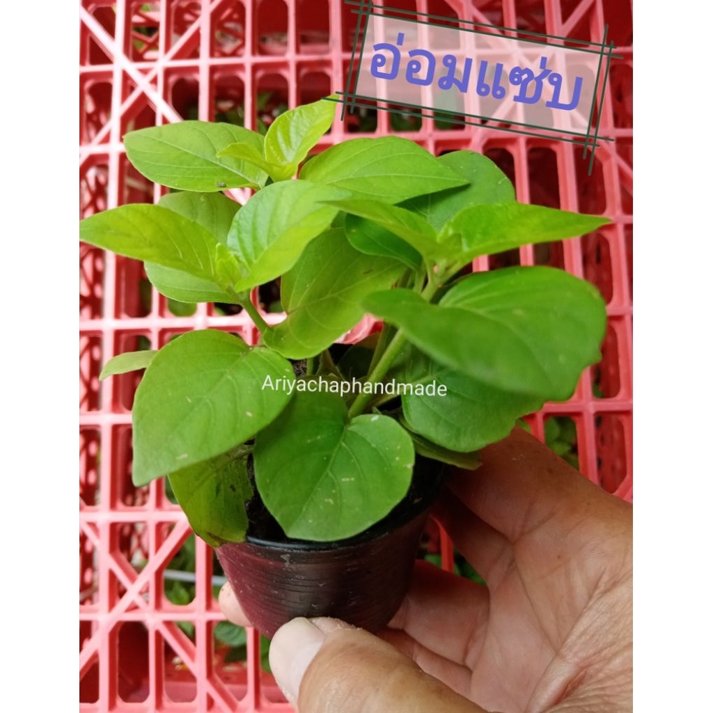 ต้นอ่อมแซ่บ​ เบญจรงค์5สี​ ตำลึงหวาน​ กระถาง2นิ้ว (พร้อมส่ง)้ั