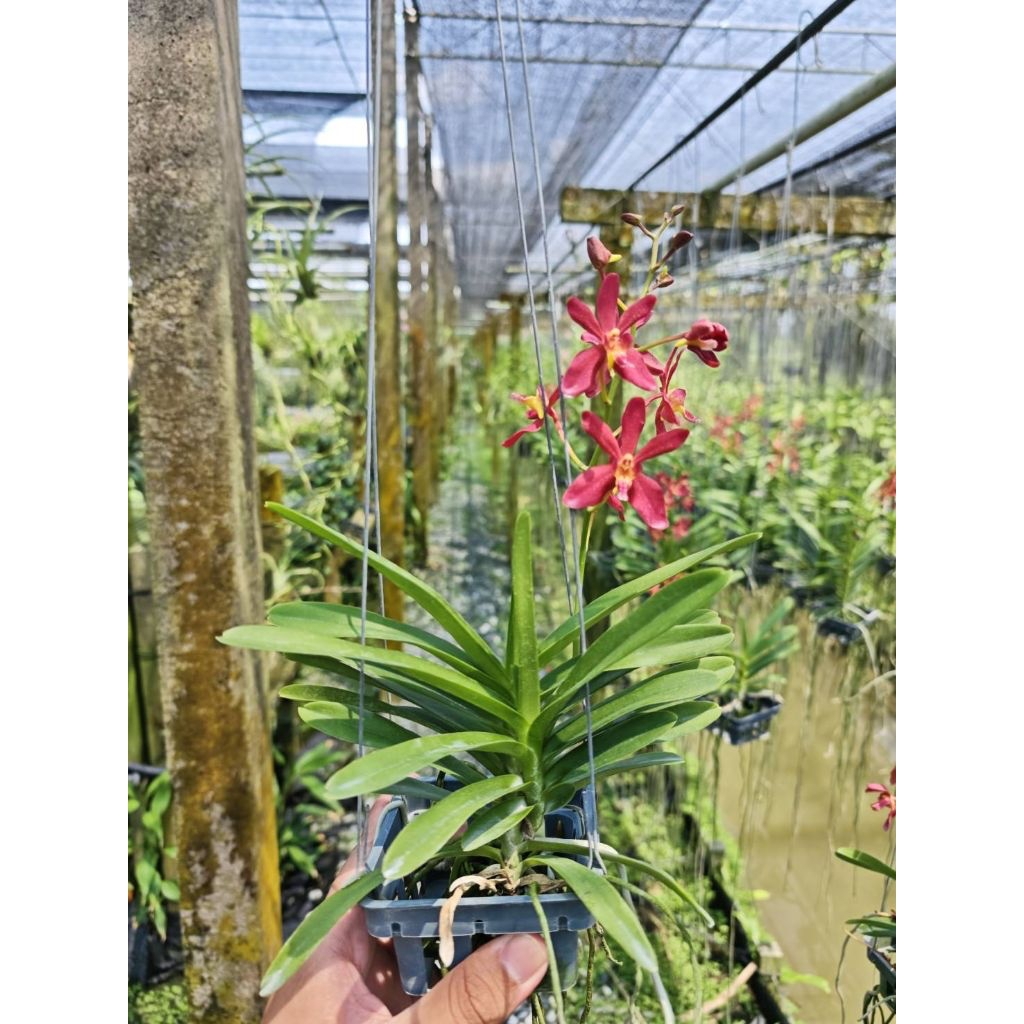 Renenthera philippinensis x rhynchostylis coelestis (หากมีดอกอยู่ จะส่งต้นที่มีดอกให้ก่อน หากไม่มีจะส่งแบบไม่มีดอกครับ)