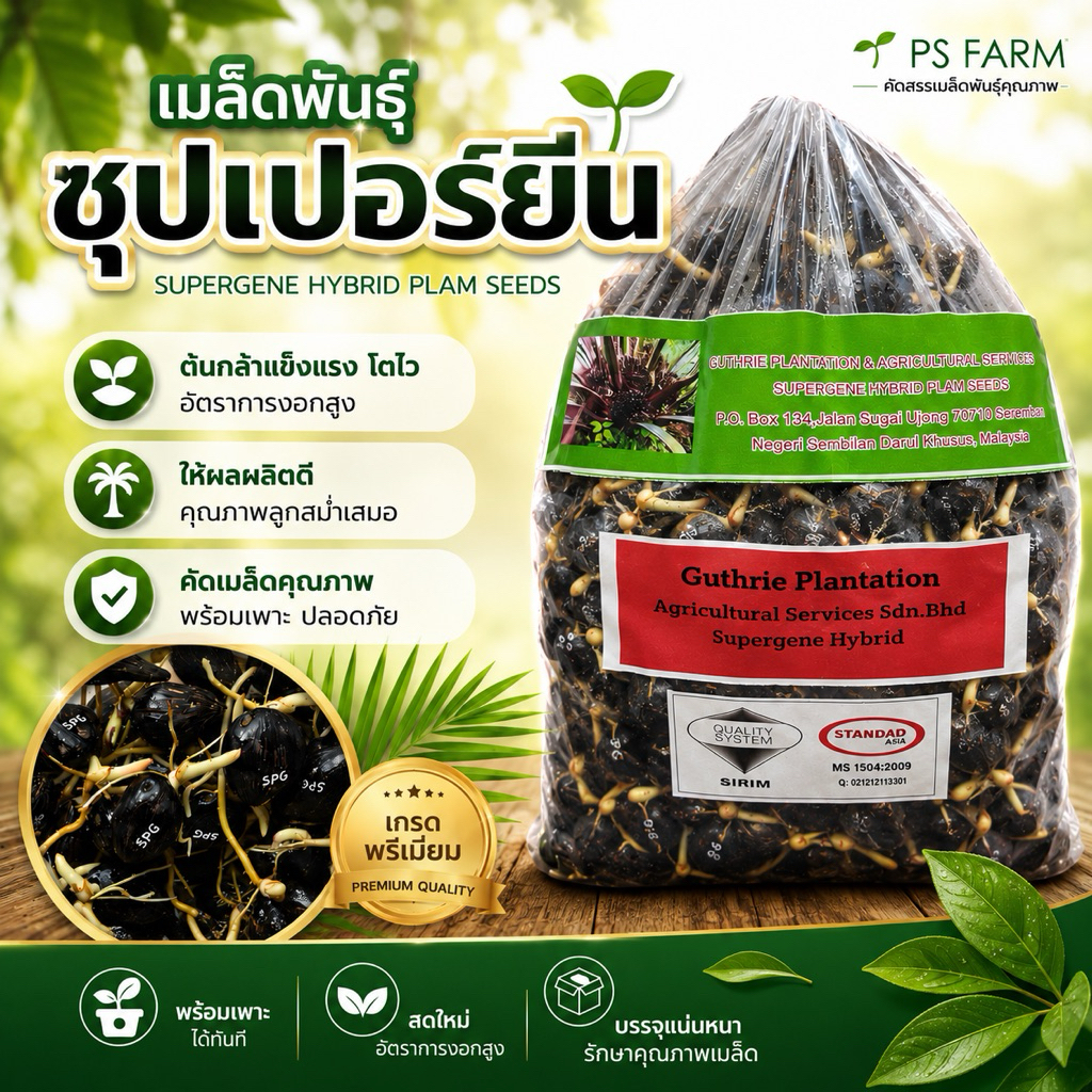 เมล็ดปาล์มน้ำมัน ซุปเปอร์ยีน ไฮบริด ราคาเมล็ดละ 11 บาท พร้อมใบรับรองสายพันธุ์💯