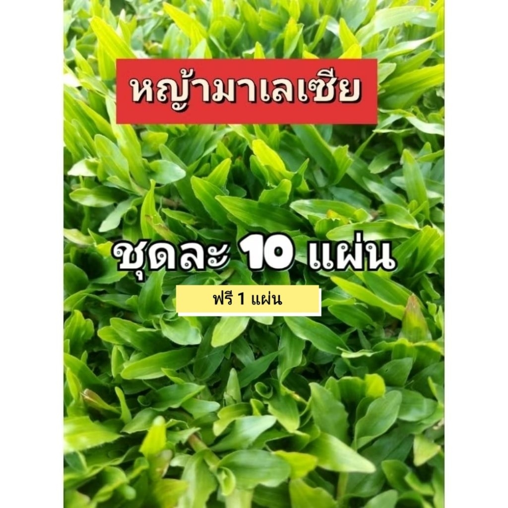หญ้ามาเลเซีย สำหรับจัดสวนร่มรำไร 10 แผ่น (5 ตร.ม.)