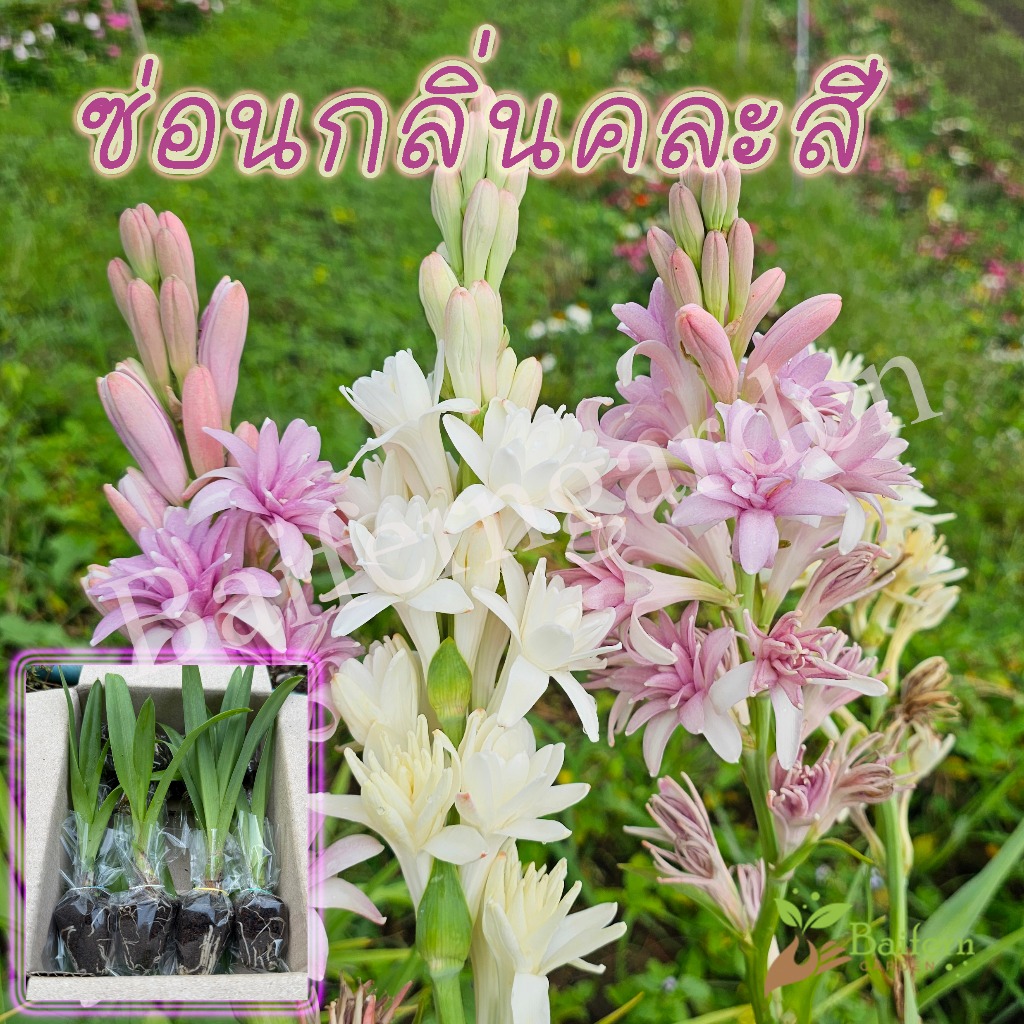 ต้นกล้าดอกซ่อนกลิ่นคละสี พร้อมปลูก สวยงามเลี้ยงง่ายอายุหลายปี