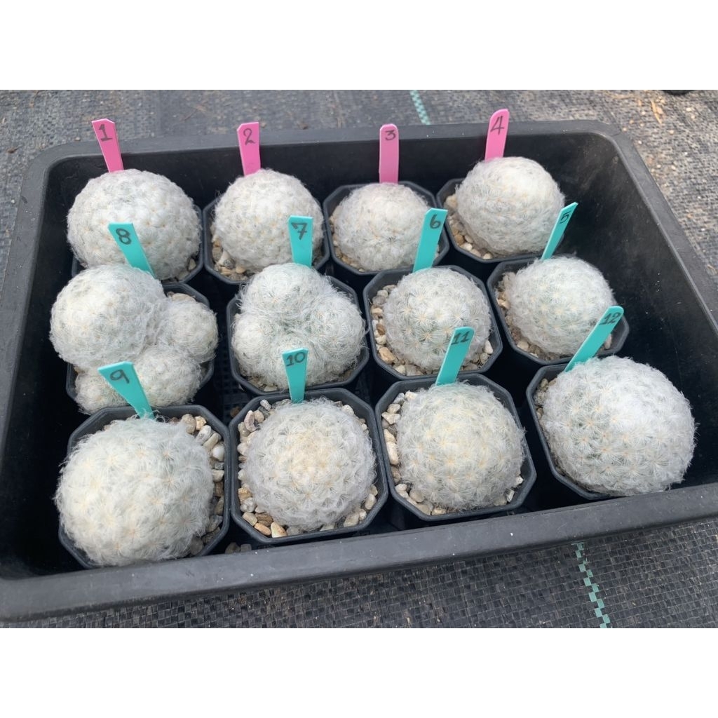แมมขนนกขาว (Mammillaria plumosa) ตัวอ้วนกลมขนขาวแน่นๆ น่ารัก ดอกหอมมาก set A