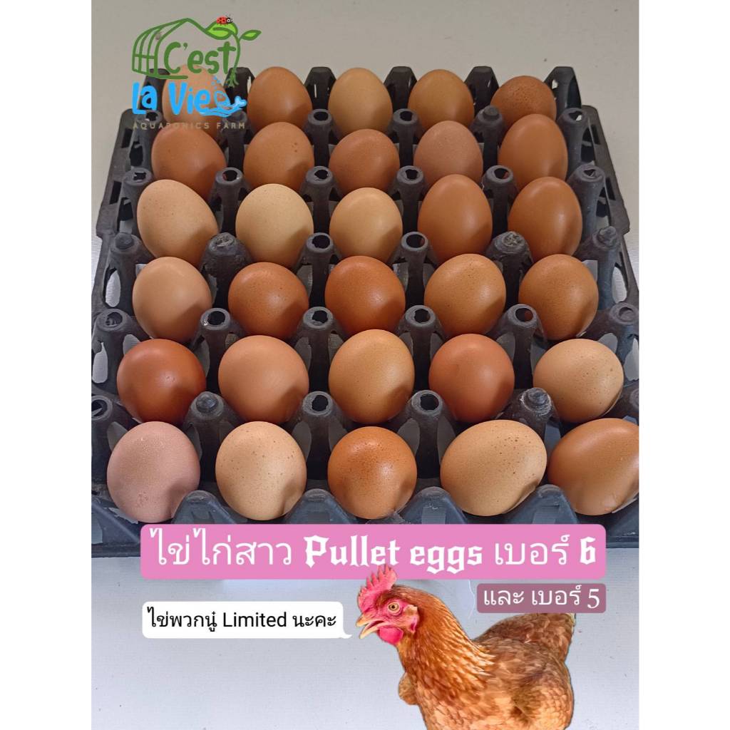 ไข่ไก่ปล่อยอิสระ Free Range Eggs ไข่ไก่สาว (Pullet Eggs)แรร์ไอเทม เบอร์จิ๋ว 40-49g 30ฟอง อร่อยมากที่สุด