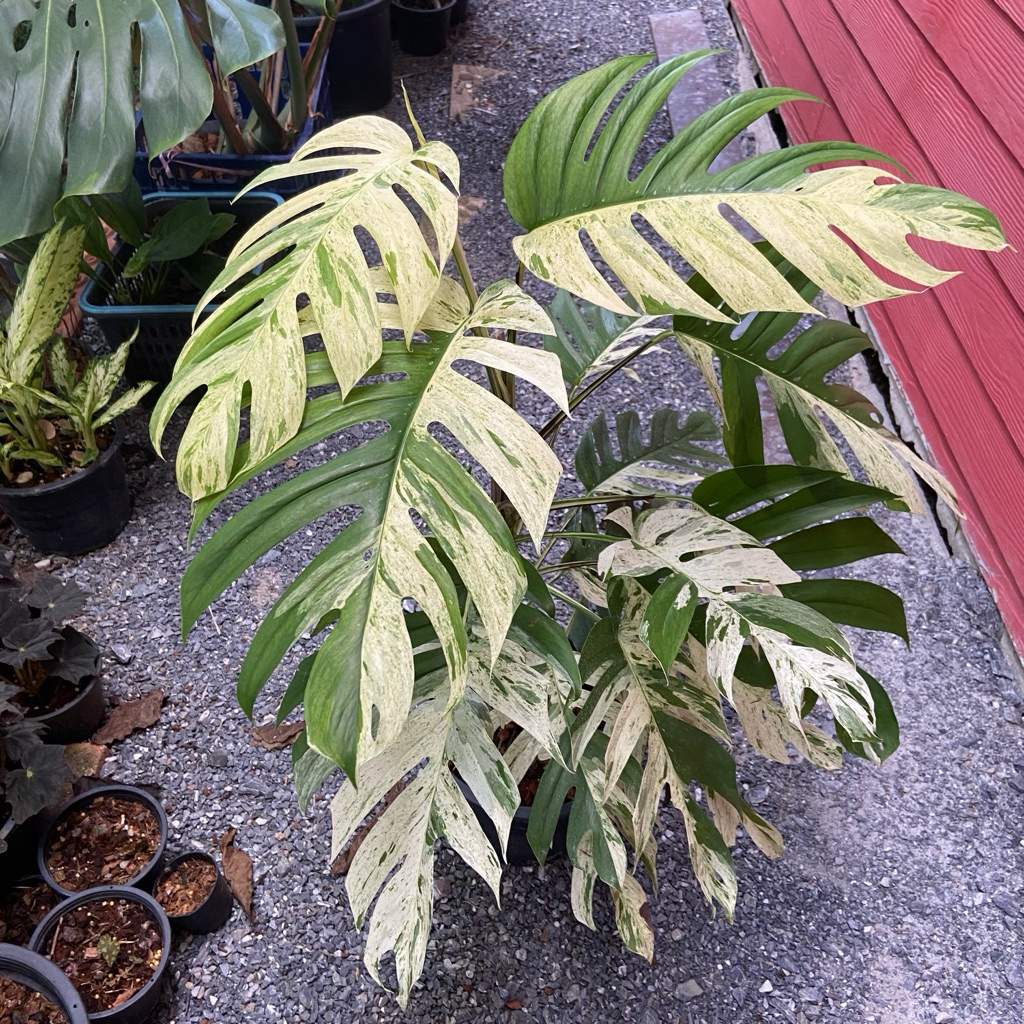 Epipremnum Pinnatum 'Marble Variegated' หรือที่รู้จักกันในชื่อภาษาไทยว่า อิพิมาร์เบิล(อิพิมาเบิ้ล)