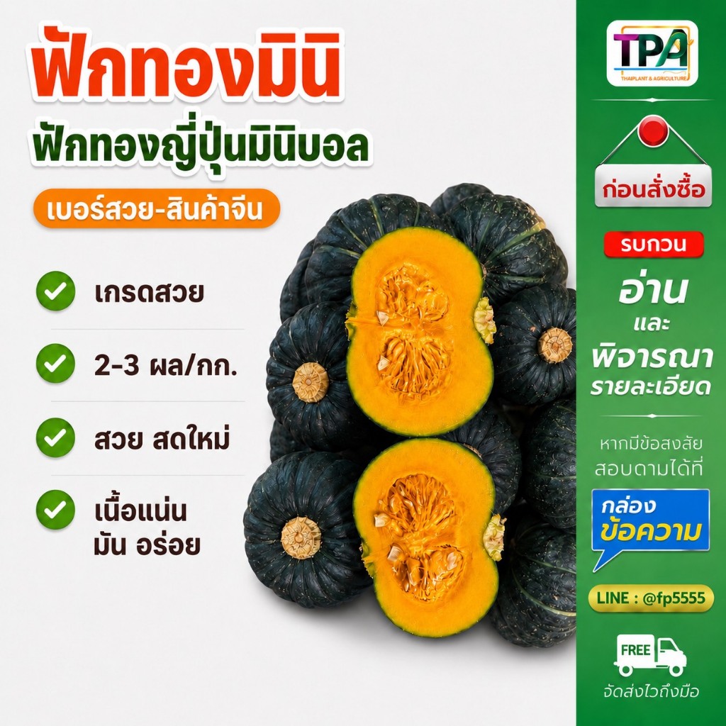 ฟักทองมินิ ฟักทองญี่ปุ่นมินิบอล (เบอร์สวย) 1,2,3,4,5 กก. (สินค้าจีน)