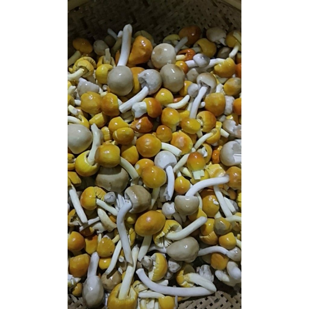 เห็ดระโงกรวมเห็ดออกใหม่ (ถุง 1 กิโลกรัม) ส่งรถเย็น แช่เเข็ง