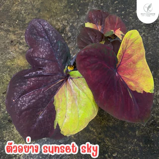 บอนสี ซันเซ็ทสกาย (Sunset sky) อัพ17/08/69บอนป้ายสีเหลืองสวย กระถาง 4 นิ้ว