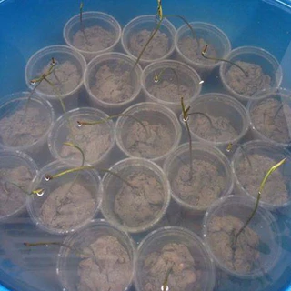 บัวหลวงปทุม 20-100 เม็ด ชมพูยักษ์ ตัดเปลือกงอกไว Pink Pathum Lotus Seeds (Ready to Plant) ดอกใหญ่มาก
