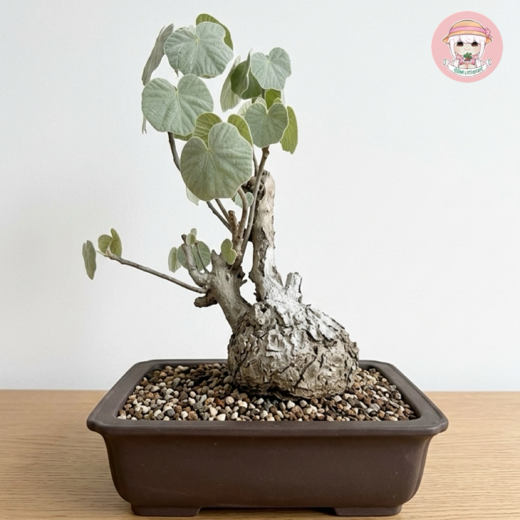 ปอแก้วใบขน 《 Sterculia colorata 》 พร้อมคู่มือ