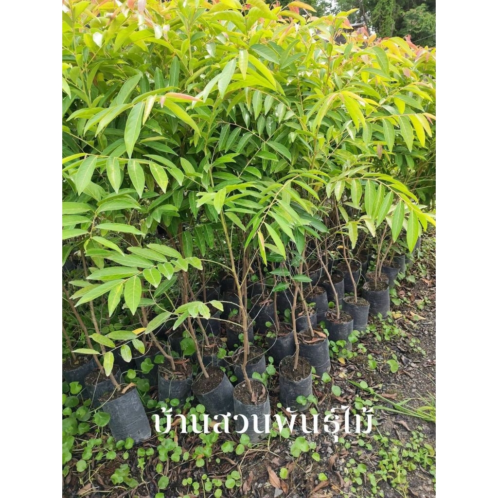 ตันมันปู ต้นกิ่งชำ สูง 150-170 ซม.