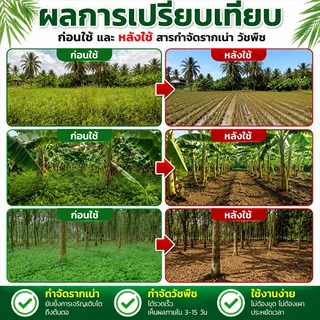 🌲ยาฆ่าตอไม้ใหญ่เข้มข้นสุด ยาฆ่าหญ้า ผงฆ่าหญ้า 500g ตรงทำลายราก กำจัดกอไผ่ หญ้าดื้อ ที่ดินรกร้างเปิดที่ทำงานได้เลย