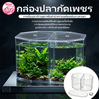 กล่องปลากัดเพชร 2 ช่อง แยกปลากัดไม่ให้กัดกัน วัสดุอะคริลิคใสสูง 360 องศา ขอบมุมกลมปลอดภัย ตู้ปลาบนโต๊ะตกแต่งภูมิทัศน์