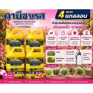 คายีซาเรส 4ลิตร เซท 4 แกลลอน