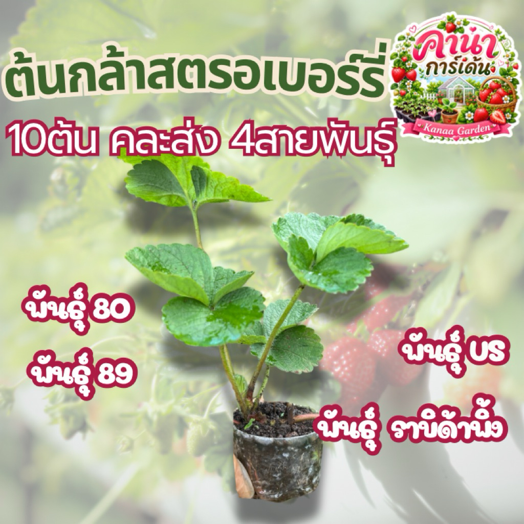 ต้นกล้าสตอเบอรี่ 10ต้น คละส่ง 4 สายพันธุ์ (80,89,US,ราบิด้าพิ้ง)