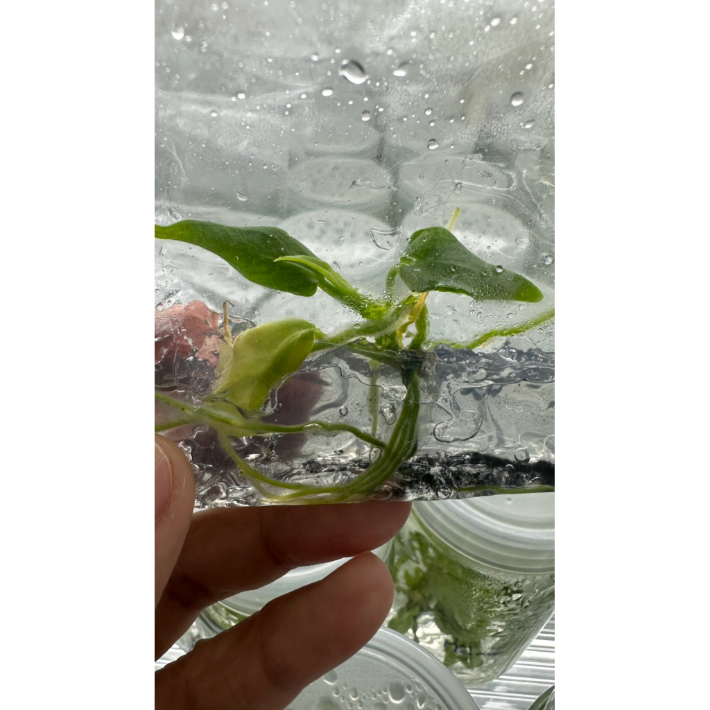Anthurium warocqueanum (Queen) (1 plant/bag) ไม้เนื้อเยื่อพร้อมอนุบาล