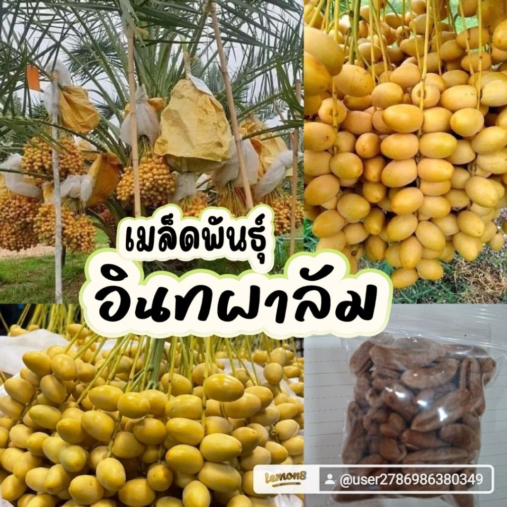 เมล็ดพันธุ์อินทผาลัม 50 เมล็ด 79 บาทซื้อ 2 แถม 1 ซอง