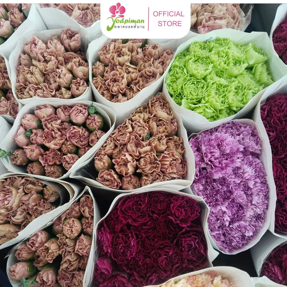 สินค้าพร้อมจัดส่ง ดอกคาร์เนชัน Carnation คัดเกรดพรีเมียม สดใหม่[ส่งทันทีในวัน⚡]