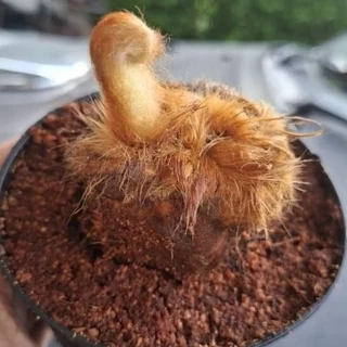 [พร้อมส่ง] ว่านลูกไก่ทอง ไม้มงคลเรียกทรัพย์ เสริมบารมี โชคลาภ ขนทองนุ่มฟู คละต้นสวย พร้อมกระถาง