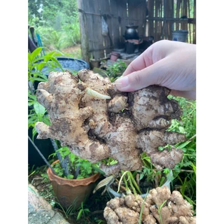 ขิงสด ขิงแก่ แม่ขิง ทำกับข้าว น้ำขิง ข้าวมันไก่ คละไซส์ หอมเผ็ดร้อน ส่งจากสวนเมืองเลย (ติดดินไม่ได้ล้างกันชื้นเน่าเสีย)