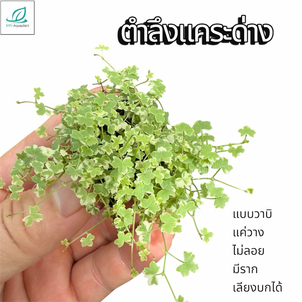 [MIN]wabi ตำลึงด่างแคระ ใบบก ไม้น้ำสะเทินน้ำและบกเลี้ยงได้ทั้งน้ำ ทั้งบก aquarium paludarium terrarium น่ารักมินิมอลสุดๆ
