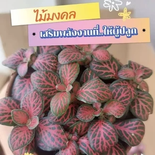 ต้นพรมออสเตรเลีย3นิ้ว ไม้มงคล ช่วยเสริมการเติบโตและพลังงานที่ดี