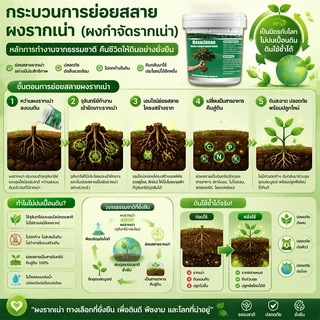 💥100% รากไม้เน่า💥ยาฆ่าต้นไม้ใหญ ยาฆ่าหญ้า 500g รากเน่ารากไม่ขึ้นอีก ยาฆ่าตอไม้ สารกําจัดกอไผ่ แบบผง สานกำจัดกอไผ่ วัชพืช