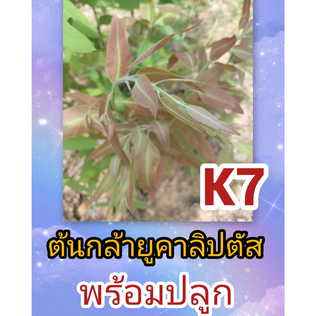 ต้นกล้ายูคาลิปตัสสายพันธุ์K7 ชุด 100 ต้น 189 บาท ความสูง10 ซ.มคละขนาด