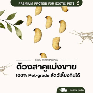ด้วงสาคู ใหญ่พิเศษ ไม่ปรุสรส สัตว์เลี้ยงกินได้