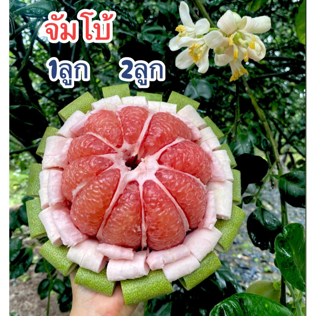 ส้มโอทับทิมสยาม ขนาด1.7- 2kg ตรงจากสวนไม่ผ่านคนกลาง