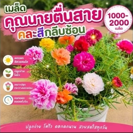 เมล็ดคุณนายตื่นสายคละสี ++แพร่เซี่งไฮ้ กลีบซ้อน ปลูกง่าย ส่งจากไทย