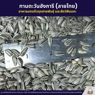 (5KG/10KG) ทานตะวันฮังการี (ลายไทย) เกรดA เม็ดเล็ก อาหารนก และสัตว์ฟันแทะ ใหม่ สด สะอาด ร่อนฝุ่น