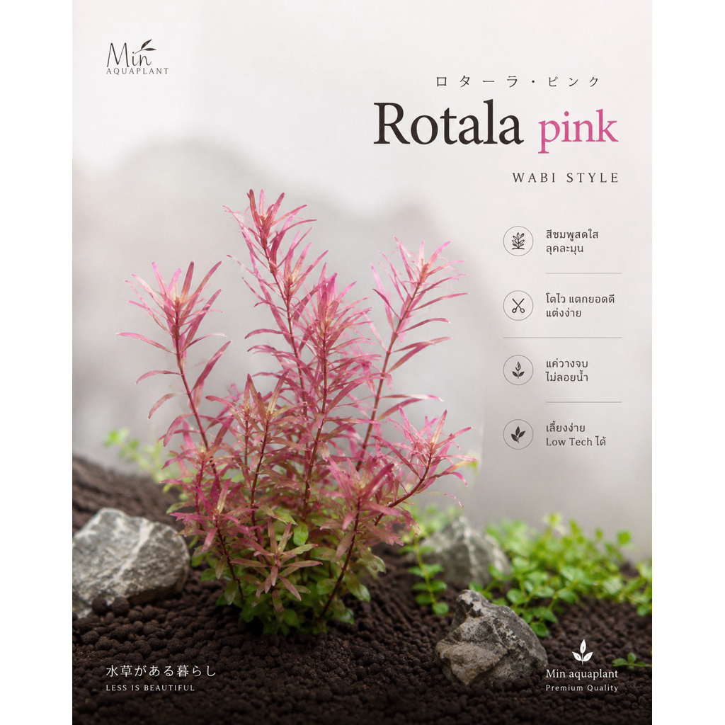 [MIN] Rotala pink ไม้น้ำสีชมพูเลี้ยงง่าย ไม้ข้อหลังตู้ 15 กิ่งต่อชุด