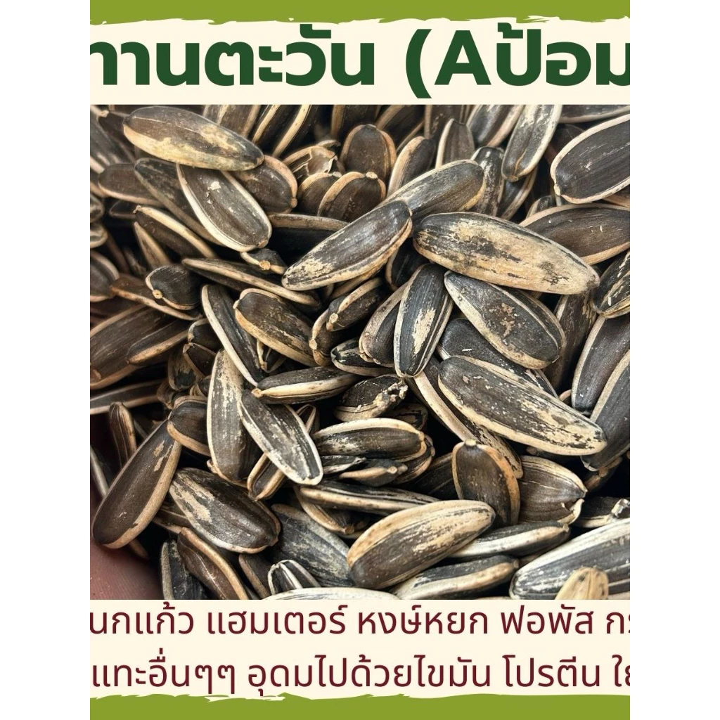 ทานตะวัน เอป้อมใหญ่ อาหารนกแก้ว และ สะอาด ไม่มีฝุ่น (แบ่งขาย 200G / 500G / 1kG)