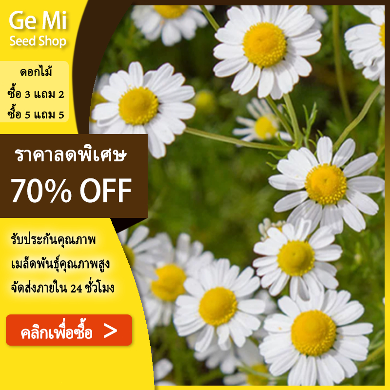 GEMI คาโมมายล์ เยอรมัน chamomile 500 เมล็ด