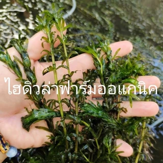 สาหร่ายหางกระรอก ฟาร์มออแกนิค 300-500กรัม