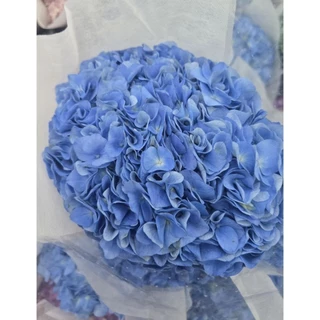 [ สินค้าพร้อมจัดส่งด่วน ] ดอกไฮเดรนเยียหัวใหญ่ๆ ดอกไม้สด