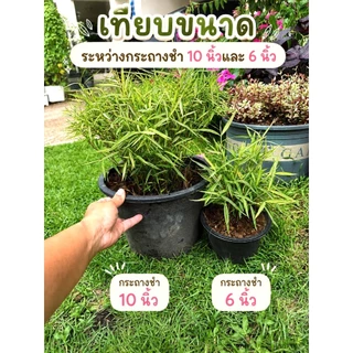 ต้นไผ่แมว ไผ่เงิน กระถางชำ 6"/8"/11" มีรากเดินดีแล้ว ปลูกต่อง่าย ไผ่เงิน หญ้าแมว Cat Grass